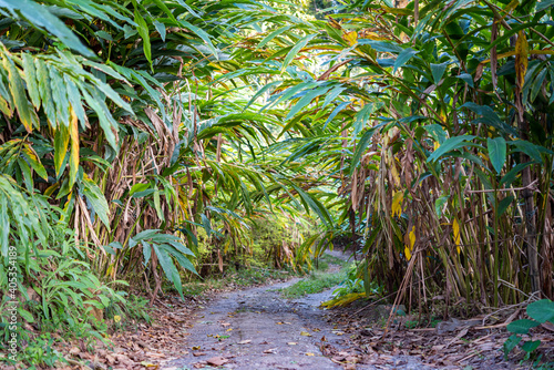Pathway through cardamom plantation. Kumily, Kerala, India.