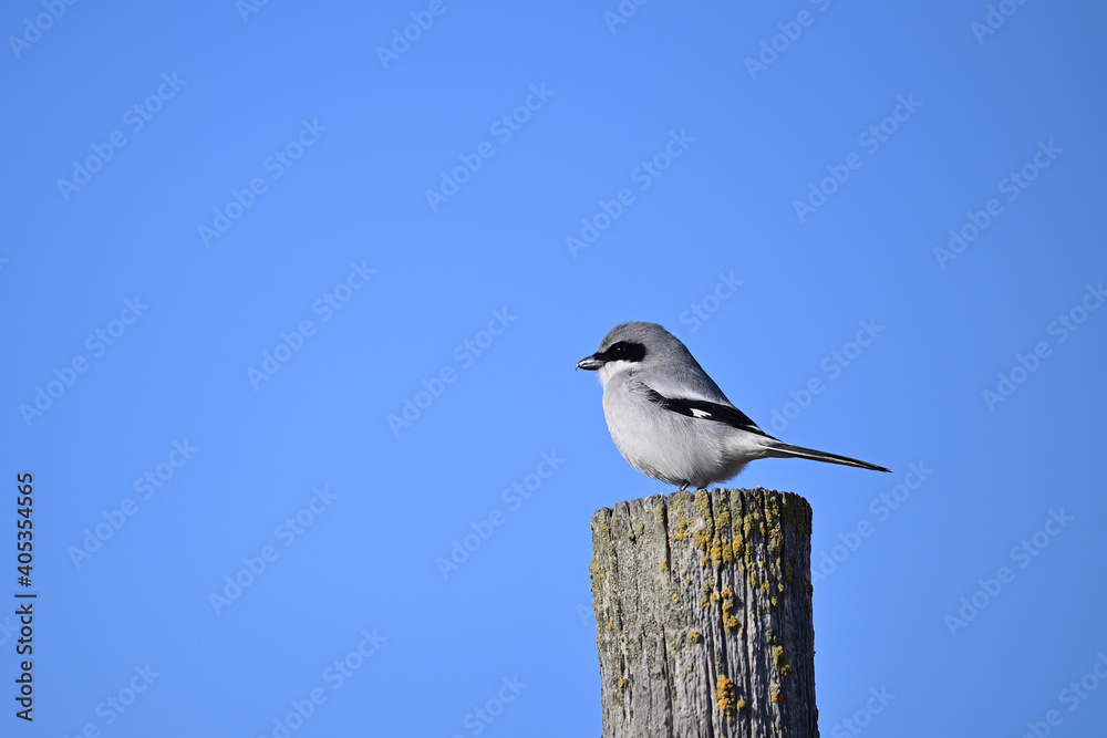Loggerhead Shrike - San Luis, Los Banos Loggerhead Shrike - San Luis, Los Banos