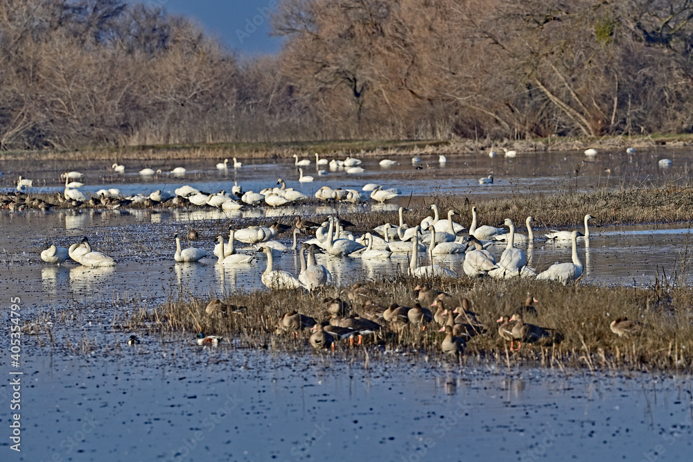 Tundra Swans in the Wetland - San Luis NWR