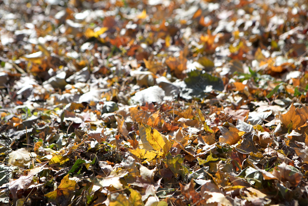 Withered leaves on the ground in northern autumn