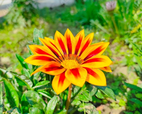 gazania flower season in india