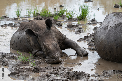 White rhino calf lying close to its mother in a muddy waterhole with its mouth resting in the mud.