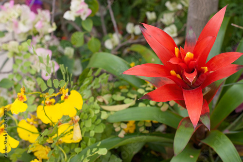 Canvas Print a photo of India Short flower. Canna indica