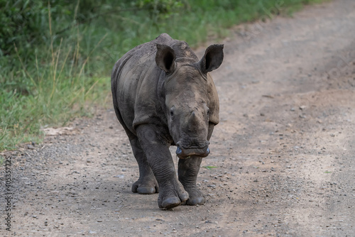 Close up of a cute white rhino calf walking down a gravel road towards the camera .