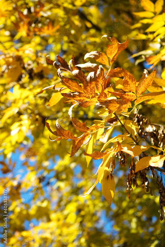 Autumn branch with golden leaves Autumn branch with golden leaves