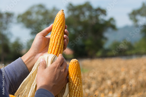 Closeup Ripe feed Corn Cob Hold in Hand of Farmer or Cultivator in Dry Corn Field
