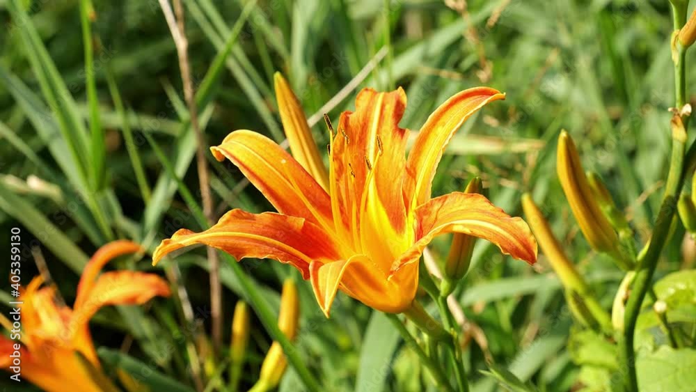 Beautiful Hemerocallis fulva or tiger daylily, orange daylily, roadside day lily. Lovely blossoms and buds found in a green meadow sway gently in this hand held footage clip. Beautiful Hemerocallis fulva or tiger daylily, orange daylily, roadside day lily. Lovely blossoms and buds found in a green meadow sway gently in this hand held footage clip.