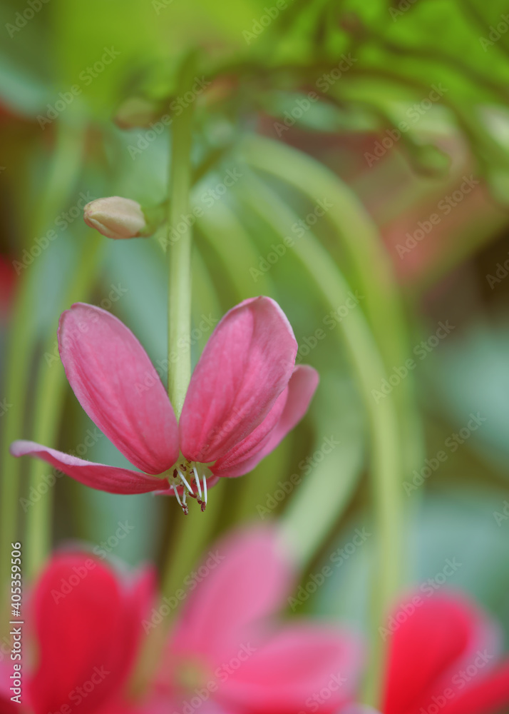 Fototapeta premium pink flower of Rangoon creeper 