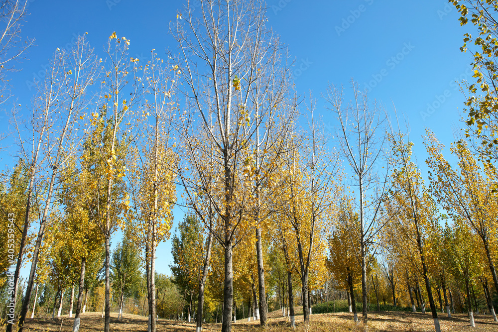Aspen trees in the north in autumn Aspen trees in the north in autumn