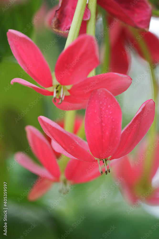 pink flowers of Rangoon creeper (Combretum indica, Quisqualis indica)