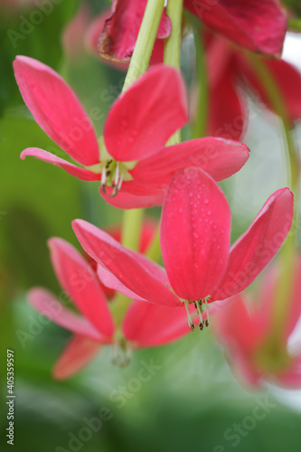 pink flowers of Rangoon creeper  Combretum indica  Quisqualis indica 