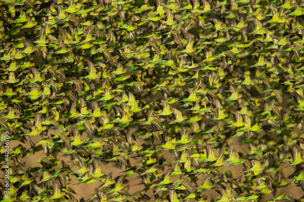 A large flock of budgerigars in western New South Wales
A large flock of budgerigars in western New South Wales