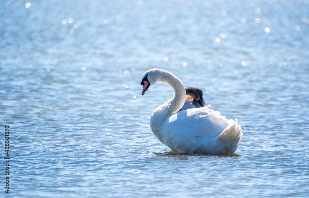 Fototapeta premium Graceful white Swan swimming in the lake, swans in the wild