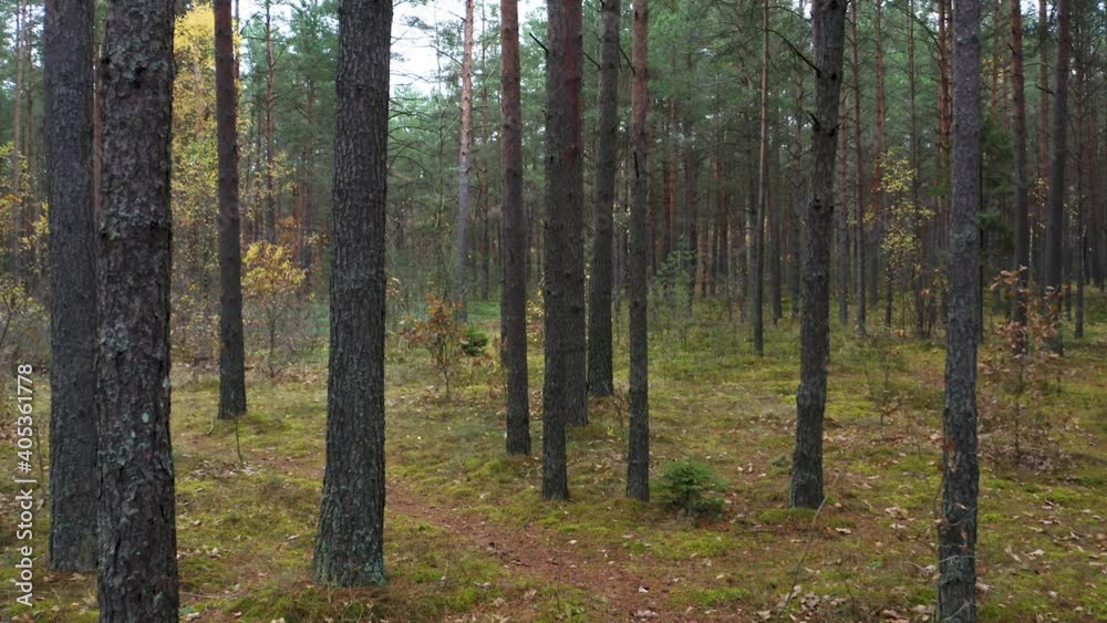 Drone shot flying on autumn pine tree forest. Slow flight in forest on fall season.
Drone shot flying on autumn pine tree forest. Slow flight in forest on fall season.