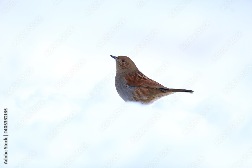 Fototapeta premium Japanese accentor (Prunella rubida) in Japan