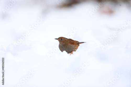 Japanese accentor (Prunella rubida) in Japan photo