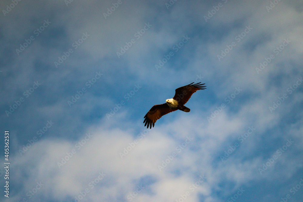 eagle in flight eagle in flight