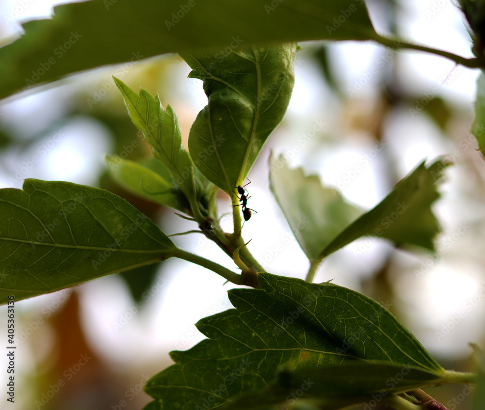 ant ant