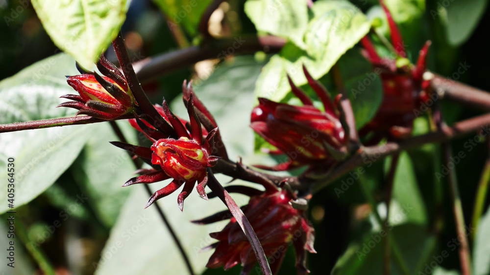 close up fresh roselle in organic plantation , it is used as an herbal medicine in many countries close up fresh roselle in organic plantation , it is used as an herbal medicine in many countries