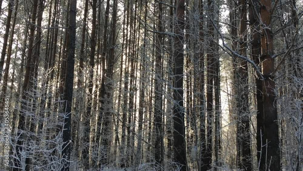 Sunlight passes through the trees in the forest in winter. Coniferous forest. The camera moves up. Sunlight passes through the trees in the forest in winter. Coniferous forest. The camera moves up.