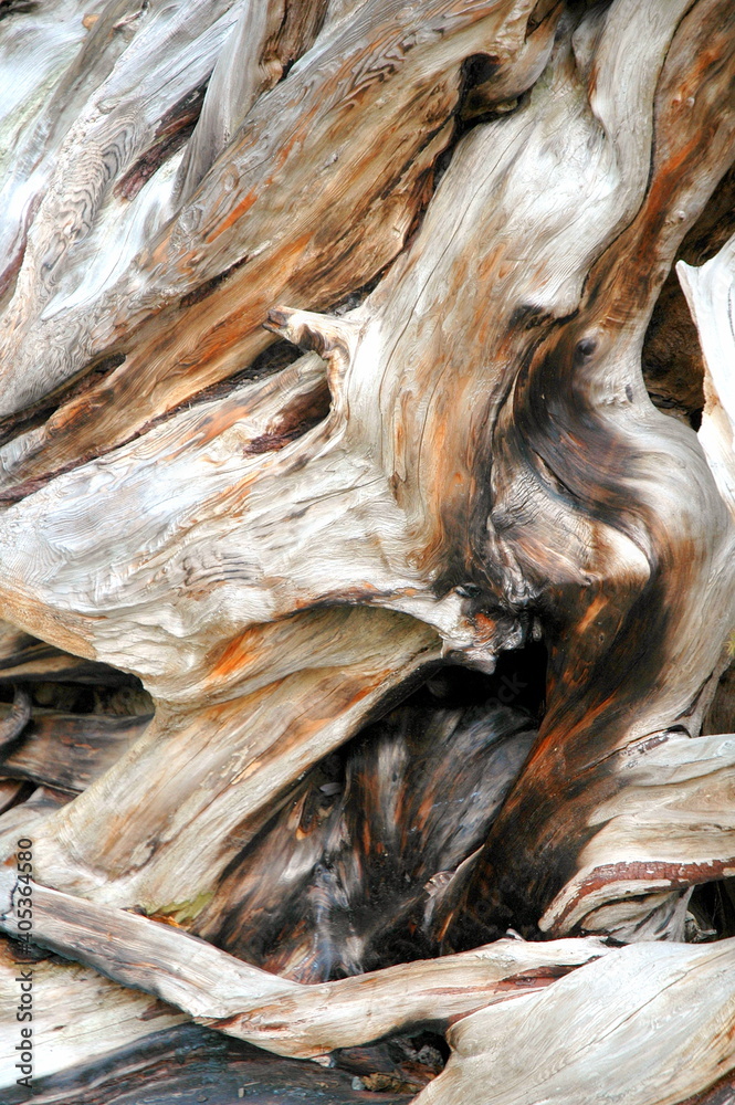 Tree bark abstract in nature outdoors.