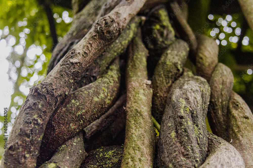 roots in the forest roots in the forest