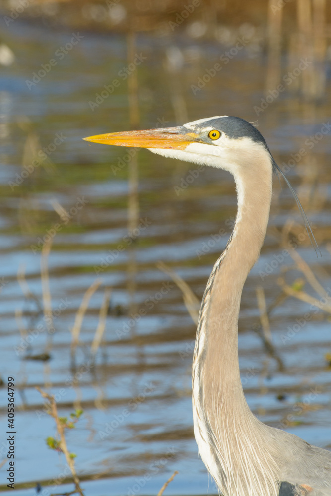 Great blue Heron portrait in natural habitat Great blue Heron portrait in natural habitat