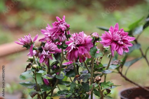 flowers in the garden