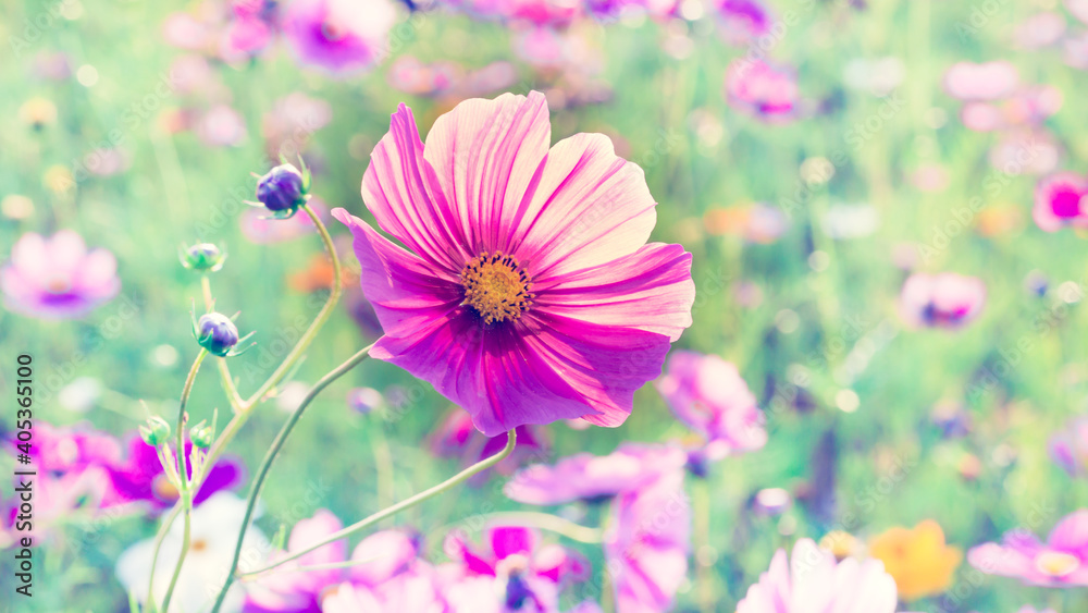 Close up Cosmos flowers that bloom in beautiful fields in summer,Vintage coloring Close up Cosmos flowers that bloom in beautiful fields in summer,Vintage coloring