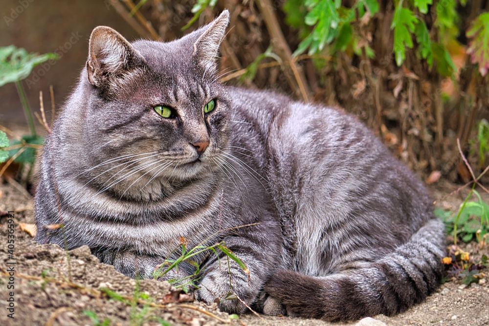 Grey striped country cat. Pet. Shooting in nature. Front view. Portret