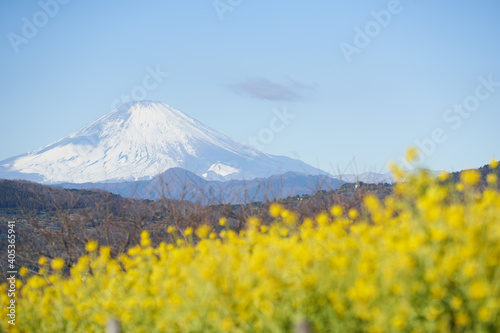 Mt. Fuji overlooking rape blossoms from Mt. Azuma 