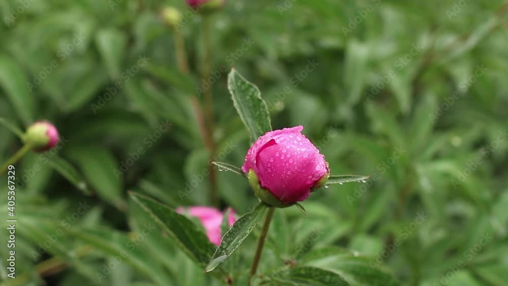 A bud of a bright pink peony in rain with rain drops on the petals A bud of a bright pink peony in rain with rain drops on the petals