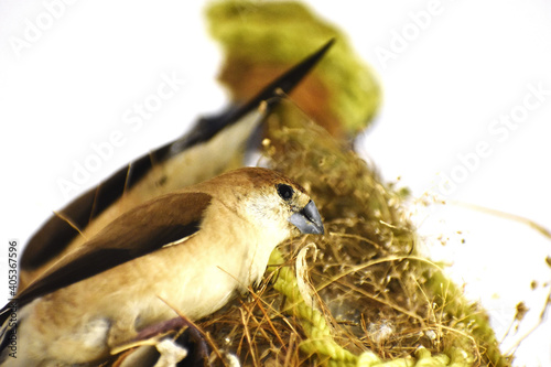 Closeup shot of two birds building their nest on  a tree branch photo