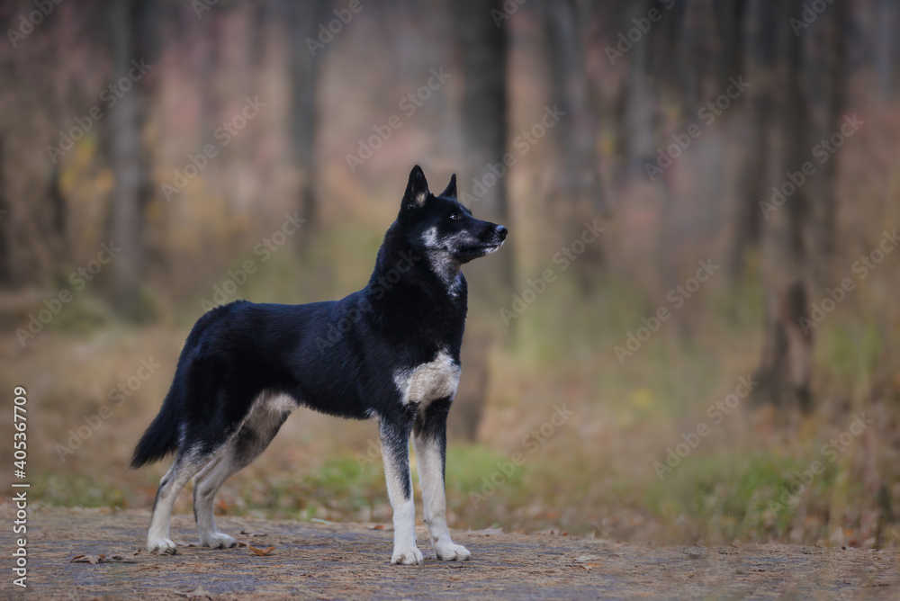 Husky's beautiful sports black dog stands in autumn forest
Dog of rare aguti color poses on a walk
