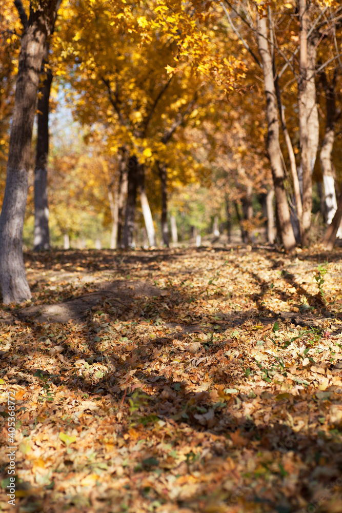 Northern golden autumn woods and fallen yellow leaves