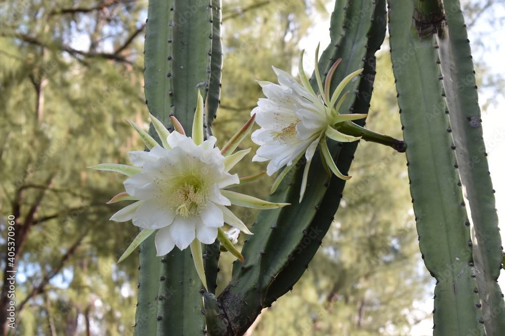 Closeup picture of white flowers of the San Pedro cactus. A rare