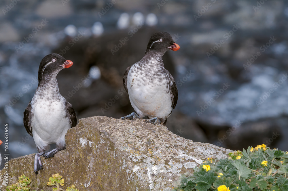 Obraz premium Parakeet Auklets (Aethia psittacula) at St. George Island, Pribilof Islands, Alaska, USA