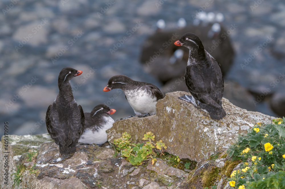 Parakeet Auklets (Aethia psittacula) at St. George Island, Pribilof Islands, Alaska, USA Parakeet Auklets (Aethia psittacula) at St. George Island, Pribilof Islands, Alaska, USA