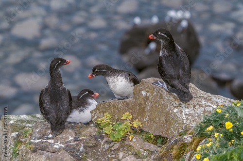 Parakeet Auklets (Aethia psittacula) at St. George Island, Pribilof Islands, Alaska, USA photo