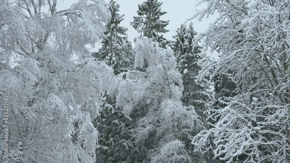 The tall spruce trees on the forest filled with snow on a winter season The tall spruce trees on the forest filled with snow on a winter season