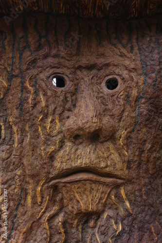 Face of a tree