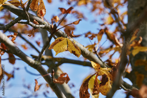 close-up autumn yellow foliage on trees