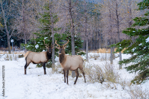 Wild elk roaming freely in Banff Skateboard Park Recreation Grounds in snowy winter. Banff National Park  Canadian Rockies.