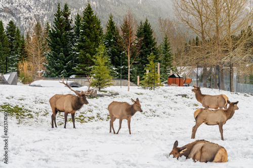 Wild elk roaming freely in Banff Skateboard Park Recreation Grounds in snowy winter. Banff National Park  Canadian Rockies.