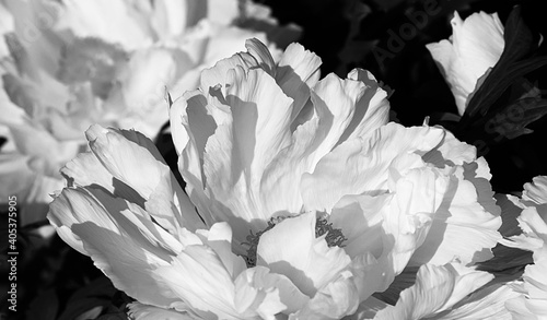 Tree-like peony, tree-shaped white peony in the garden, peony petals close-up at sunset, natural blurred background. Monochome photo.