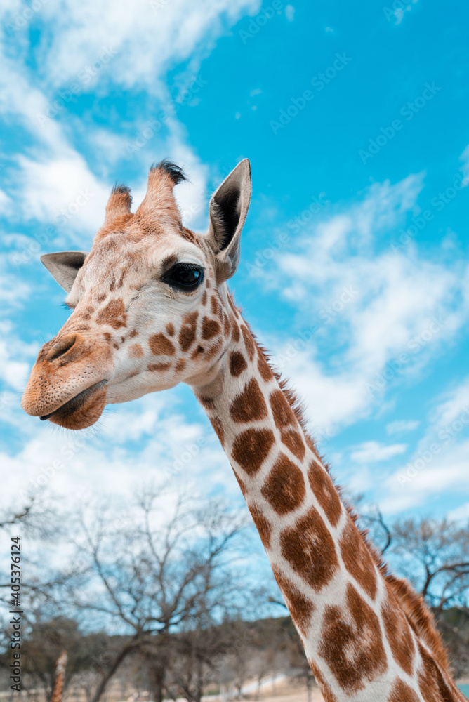Plakat Closeup shot of an adorable giraffe against the blue sky