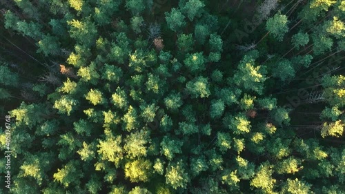 View from the height of the mixed forest in the spring General plan. Birch and pine trees with a height of Russia