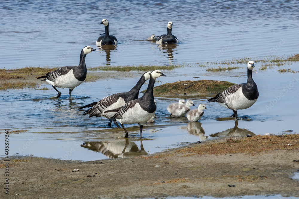 Barnacle Gееse (Branta leucopsis) with goslings at colony in Barents Sea coastal area, Russia Barnacle Gееse (Branta leucopsis) with goslings at colony in Barents Sea coastal area, Russia