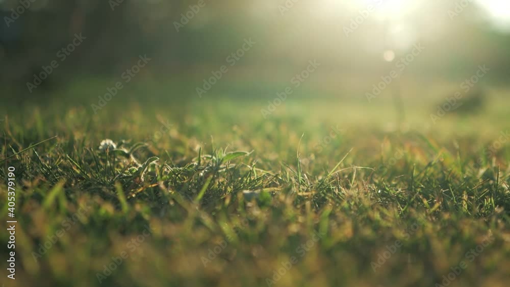 Close up of green grass on ground by the sunlight dolly in through grass slow motion, motivation, inspiration. Close up of green grass on ground by the sunlight dolly in through grass slow motion, motivation, inspiration.
