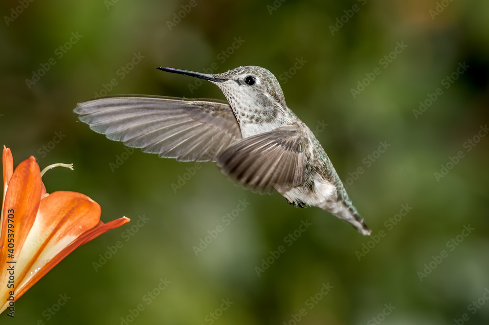 Fototapeta premium Anna's Hummingbird (Calypte anna) female in garden, Los Angeles, California, USA